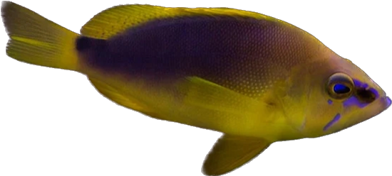 Yellowbelly Hamlet
