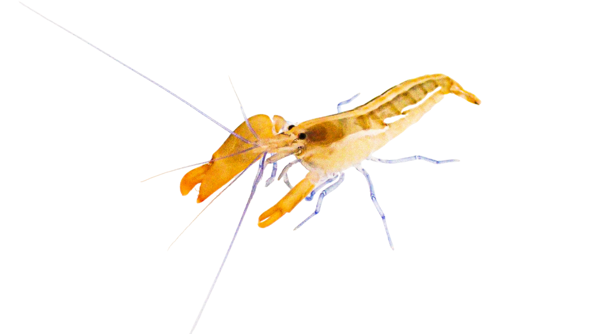 Blue Leg Pistol Shrimp