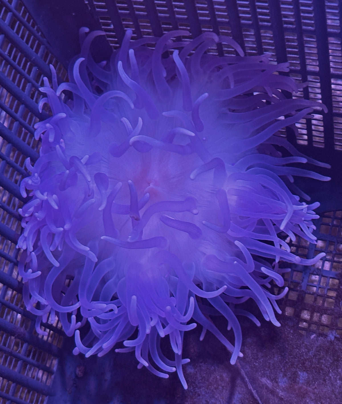 WYSIWYG Anemone #20