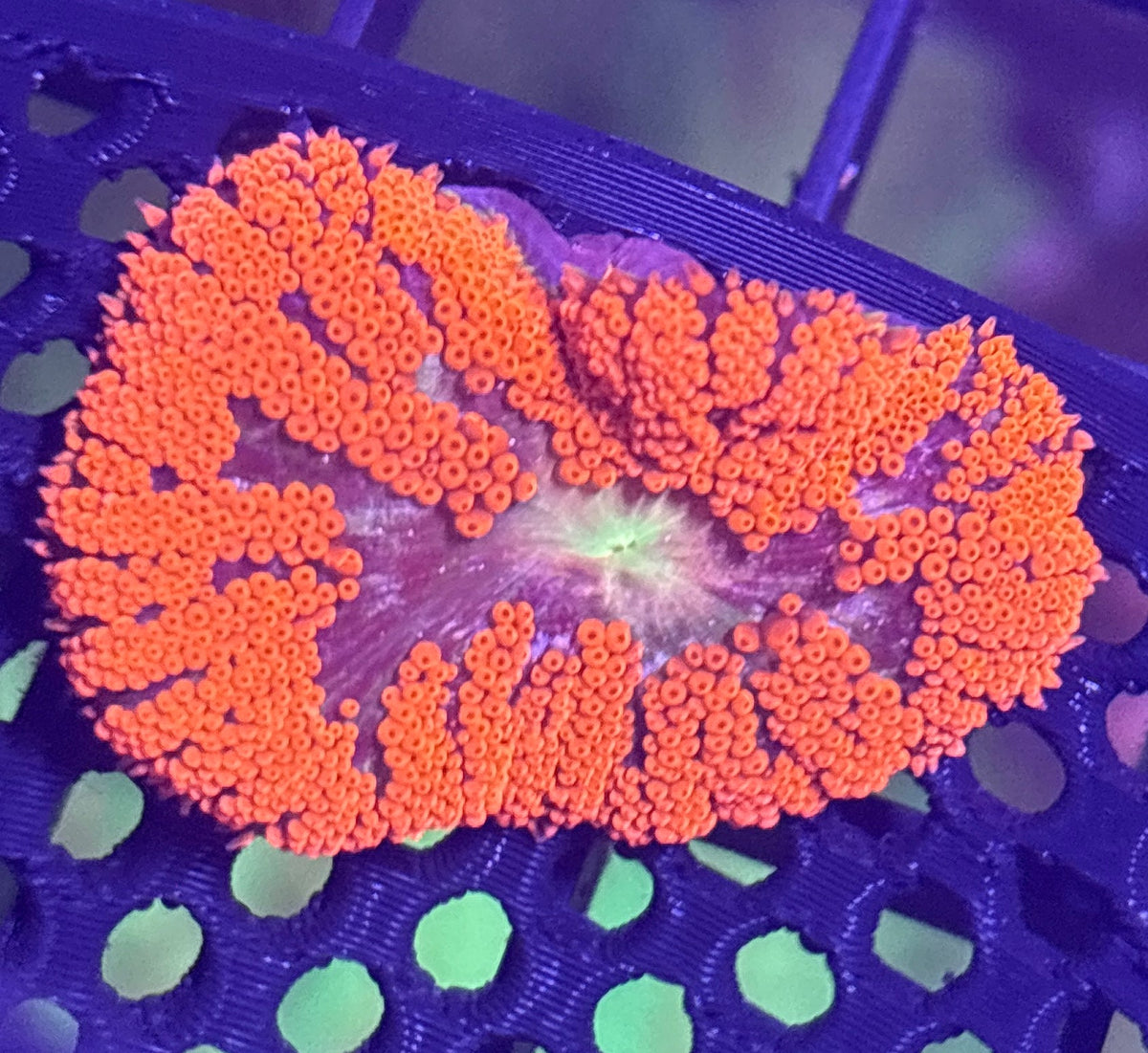 WYSIWYG Anemone #29