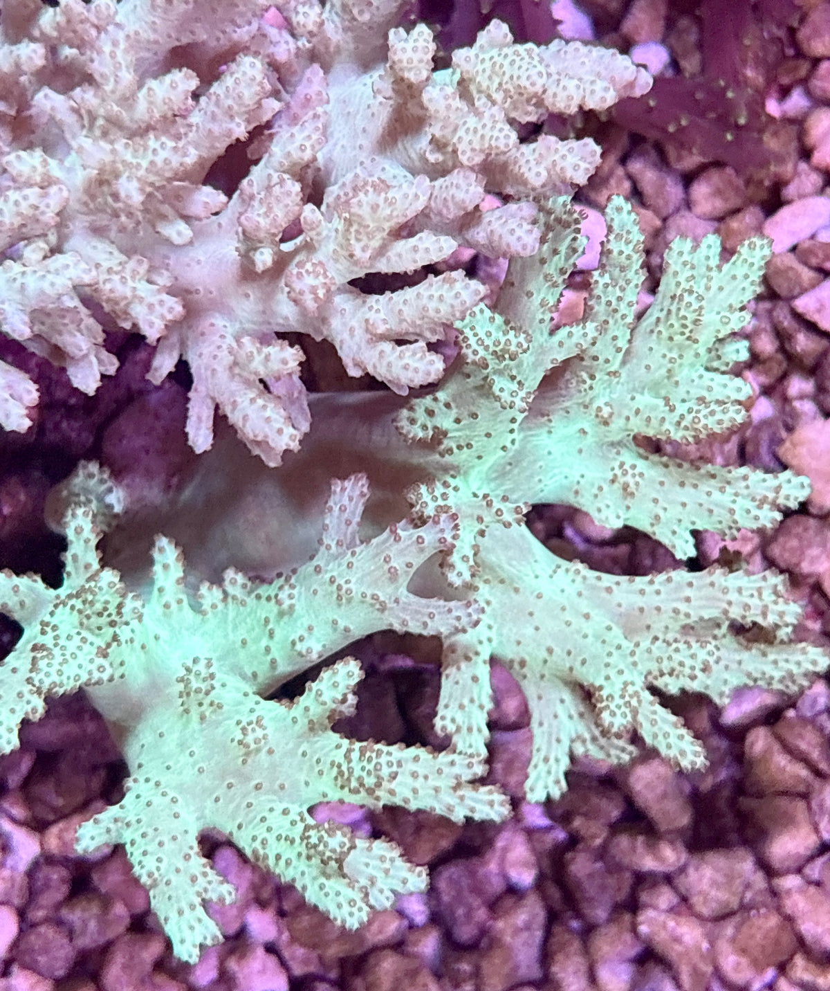 Green Finger Leather Colony