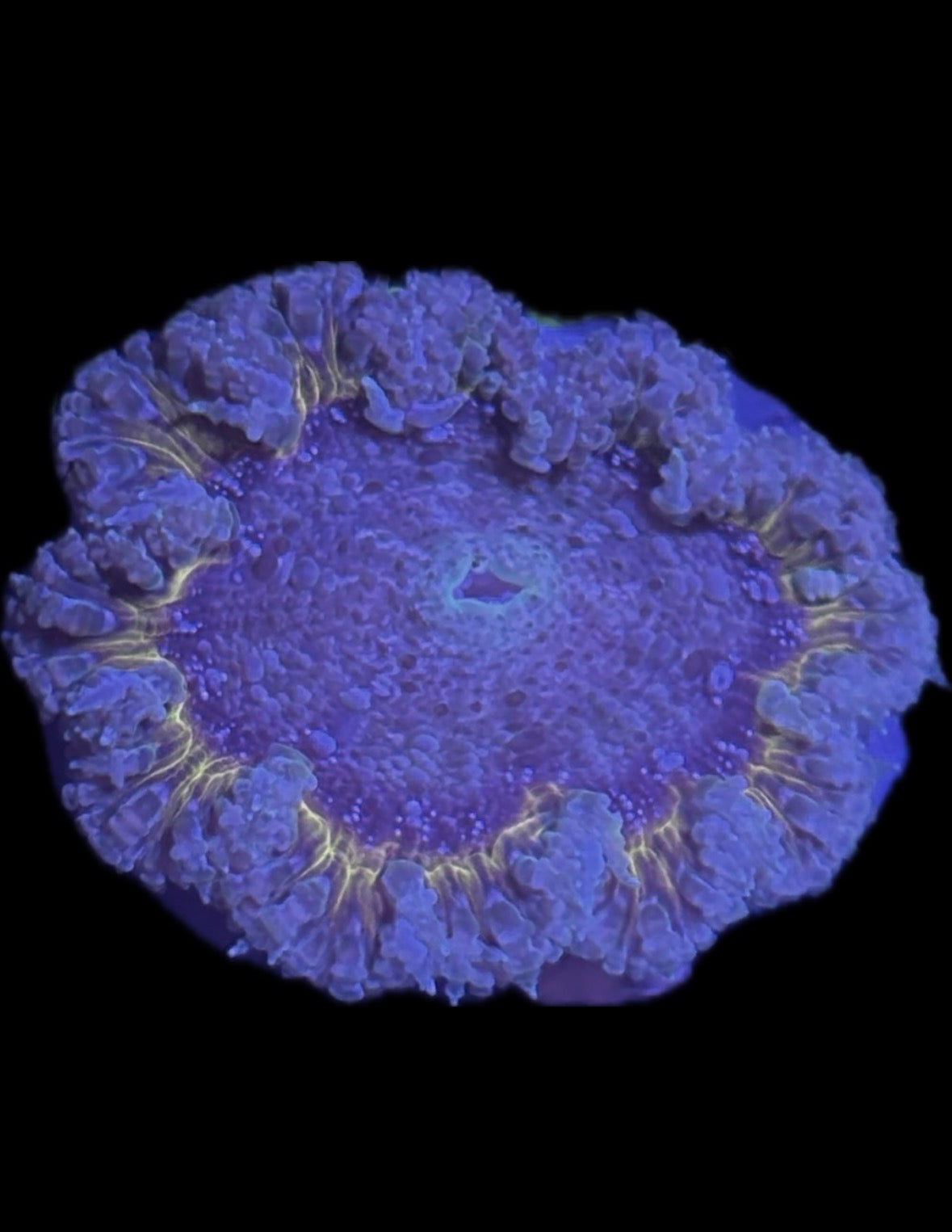 WYSIWYG Anemone #23