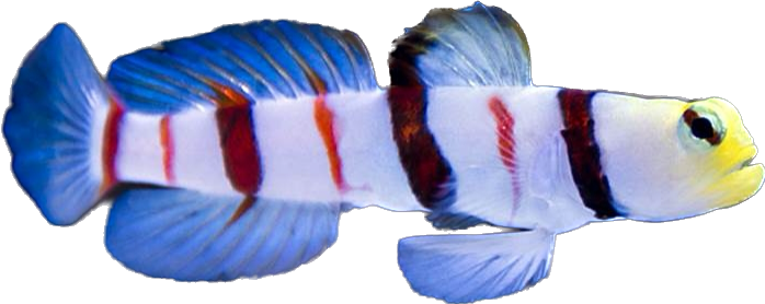 Dracula Goby