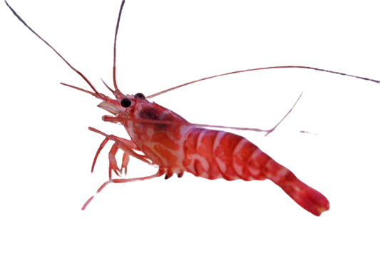 Pacific Peppermint Shrimp