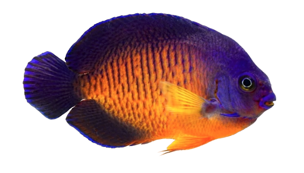 Coral Beauty Angel S