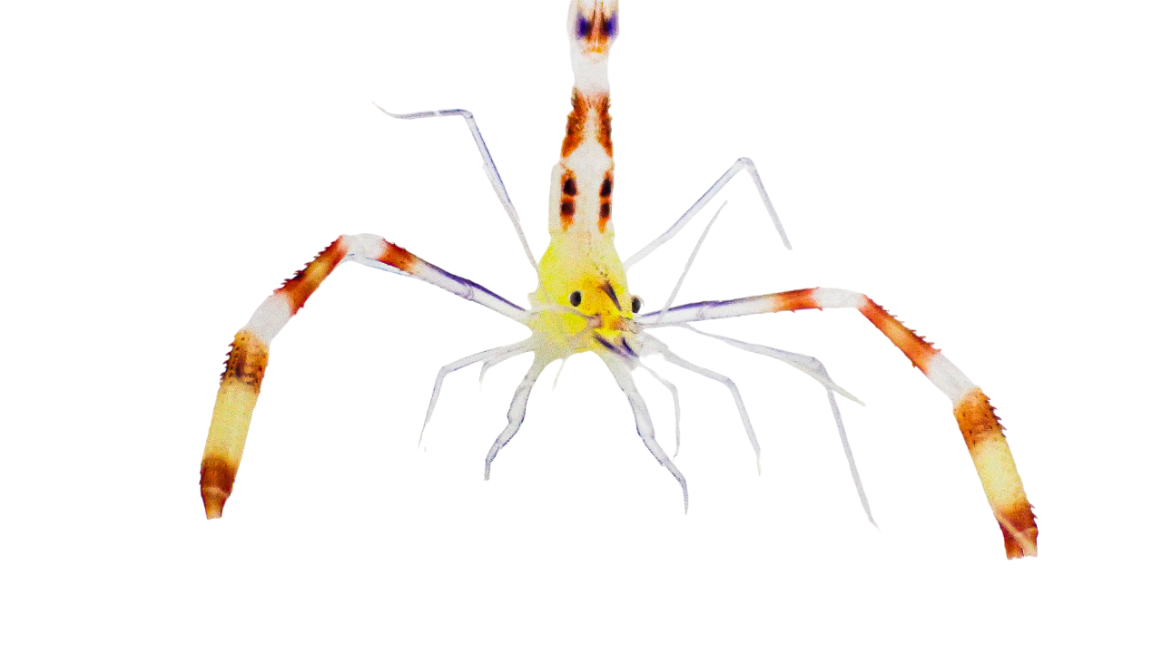 Dwarf Yellow body, Blue Leg Coral Banded Shrimp