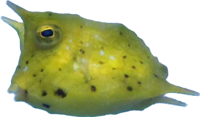 Long Horn Cowfish Juvi S