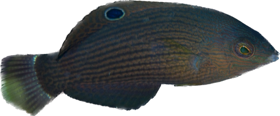 Dusky Wrasse