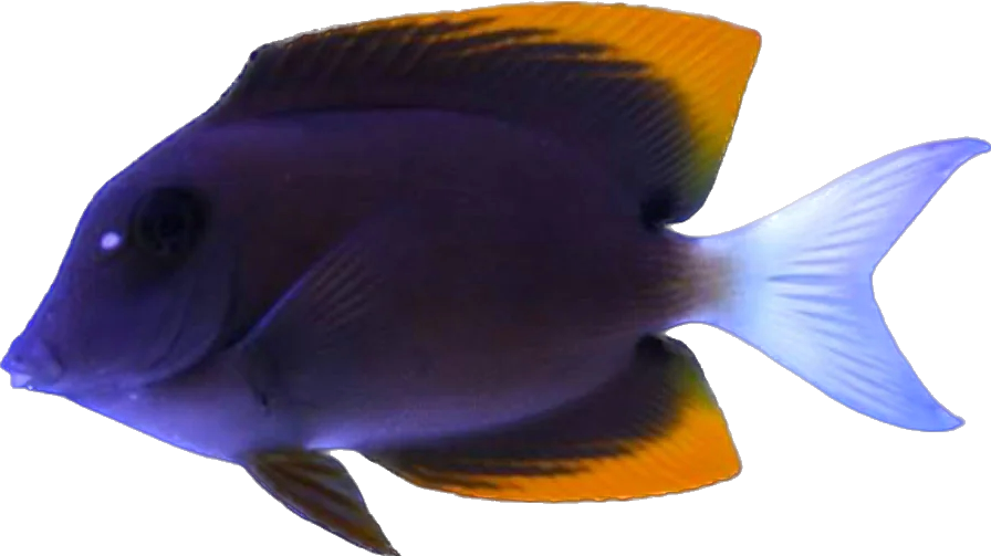 Tomini Tang SM