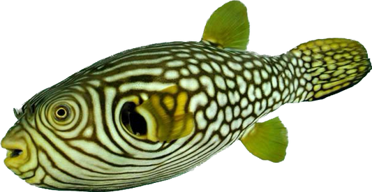 Reticulated Puffer Show