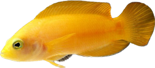 Yellow Dusky Dottyback