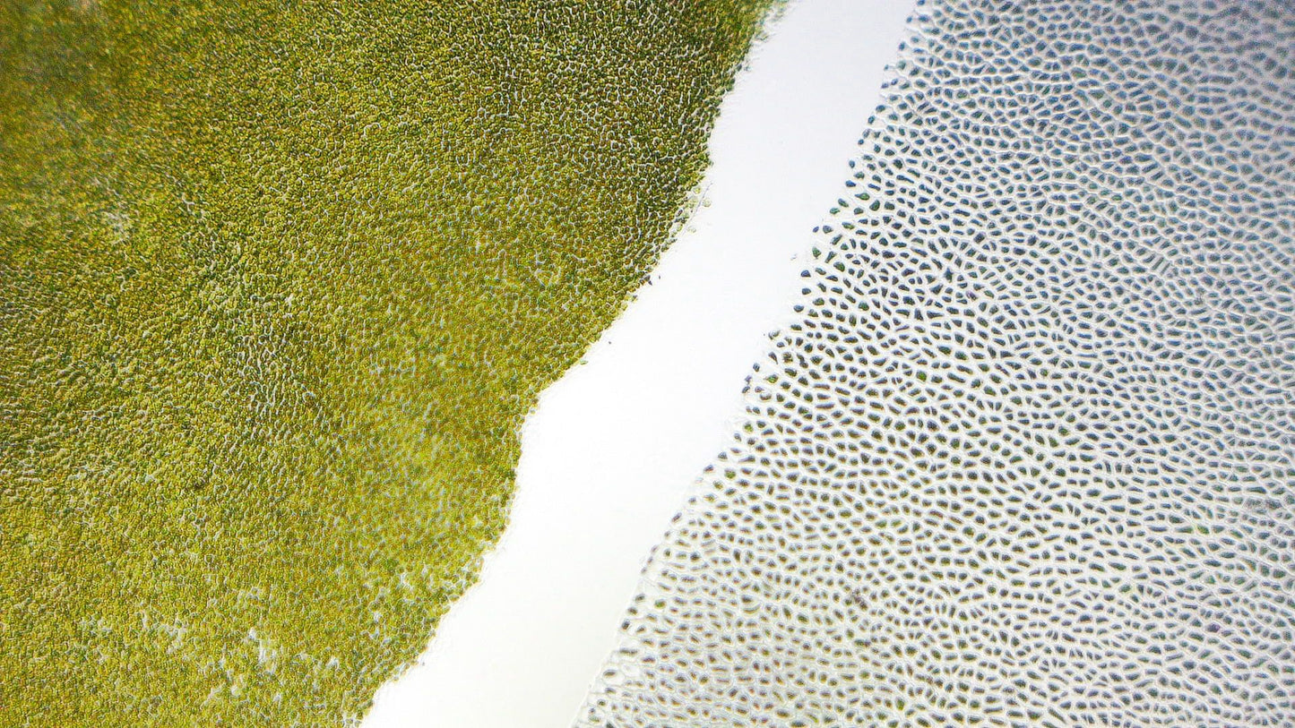 Tangalicious - Tang Diet Dual Blended Nori