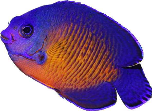 Deep Water Coral Beauty Angel M