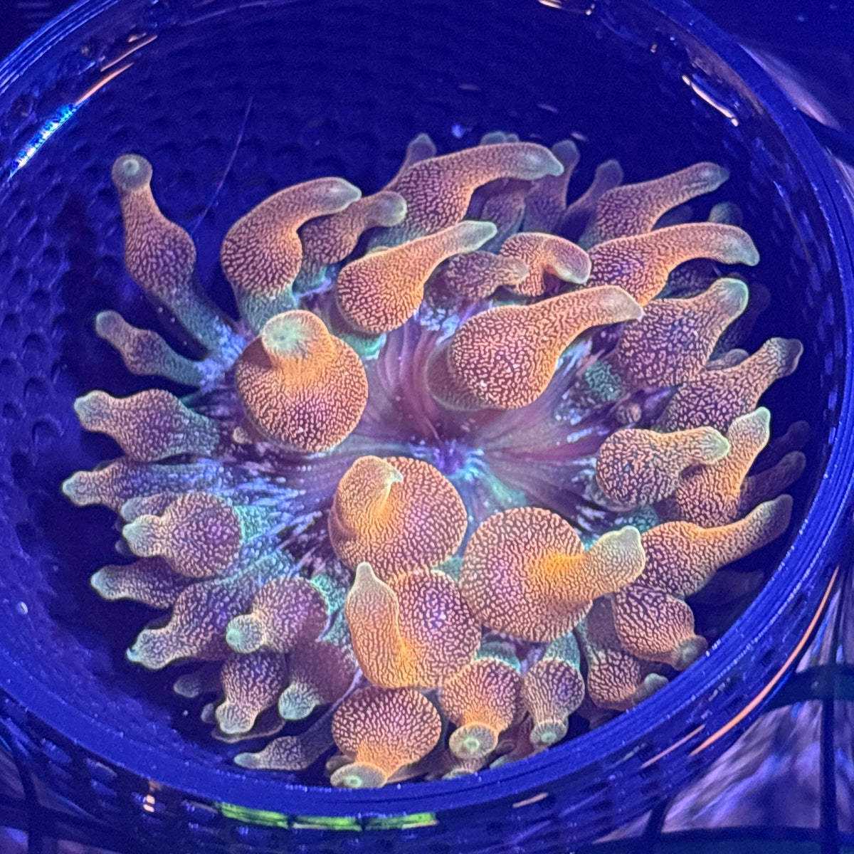 WYSIWYG Anemone #34