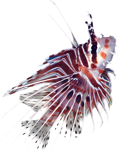 Antennata Lionfish M