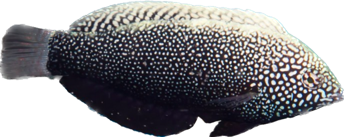 Black Leopard Wrasse Female L