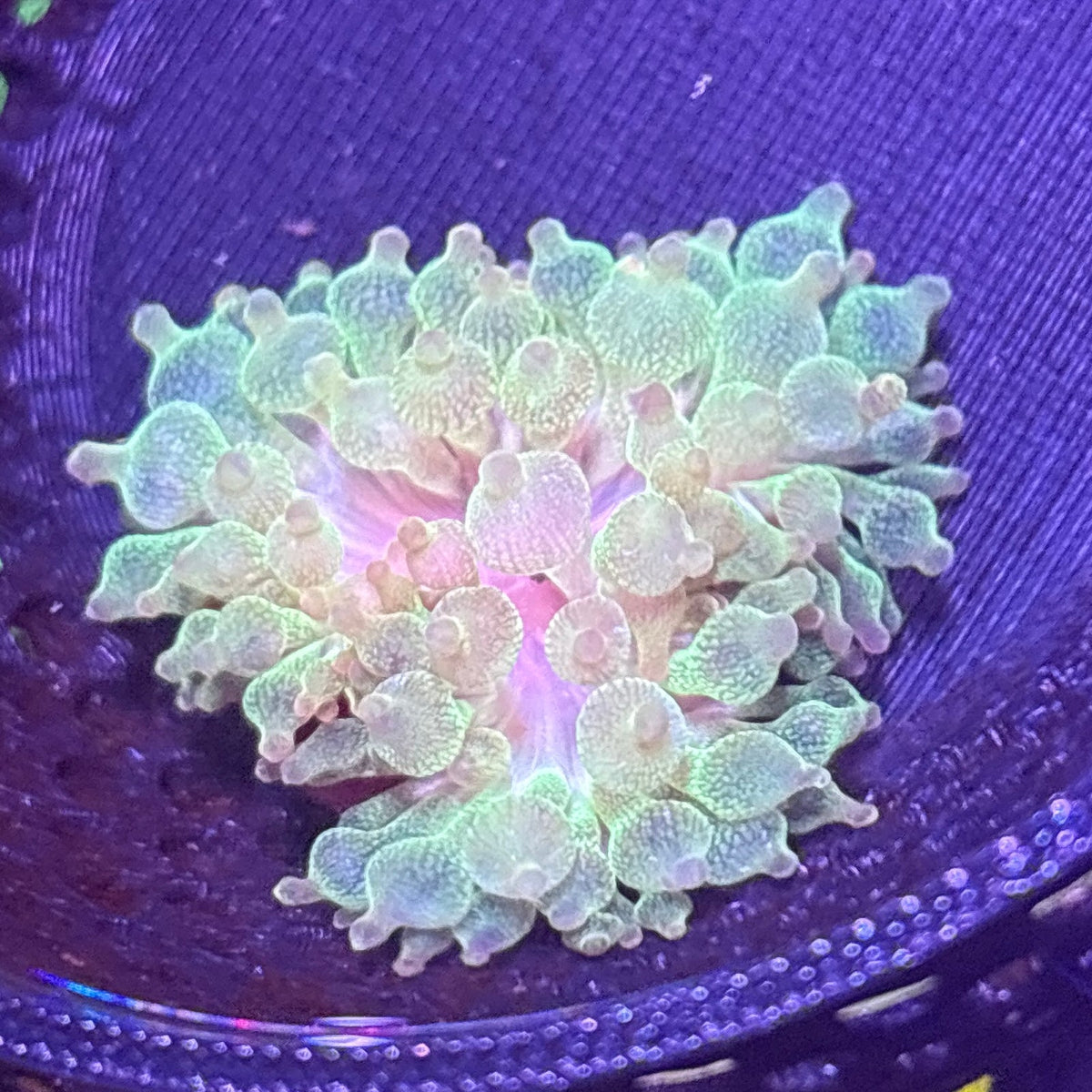 WYSIWYG Anemone #31