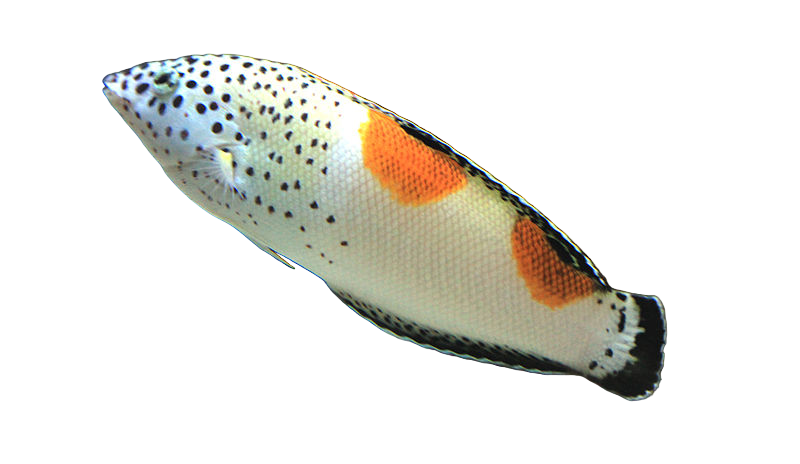 Twin Spot Wrasse