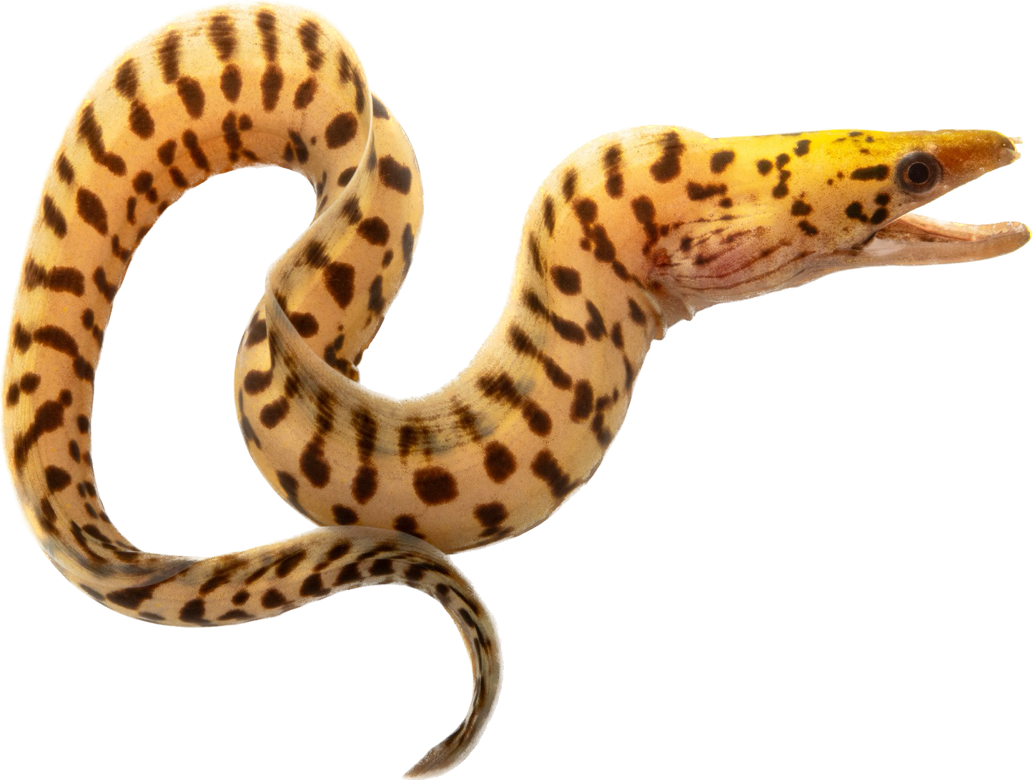 Fimbriated Moray Eel