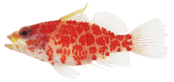 Dwarf Geometric Hawkfish