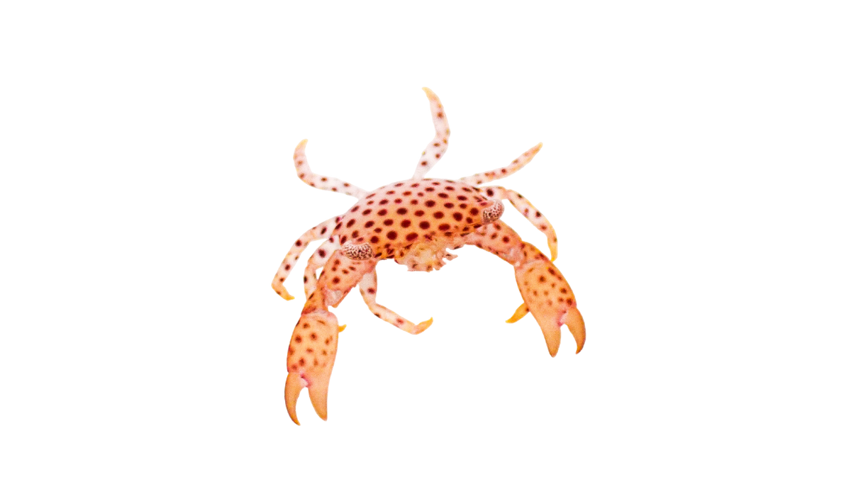 Polka Dot Acro Crab M