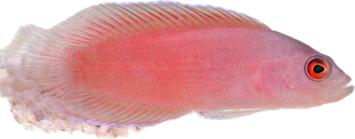 Ring-Eyed Dottyback