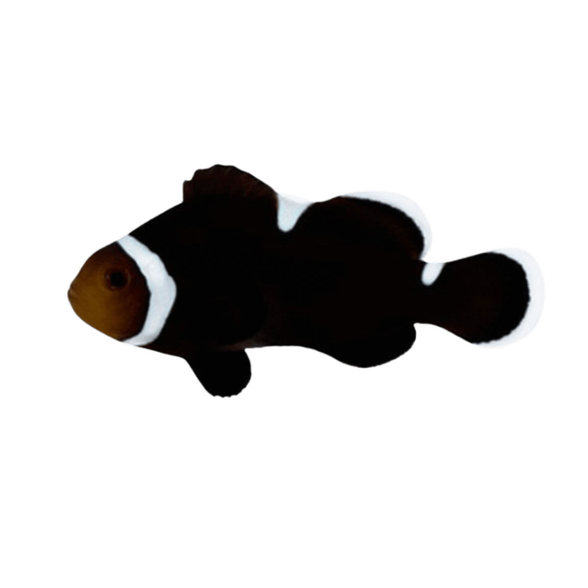 Extreme Darwin Misbar Clownfish