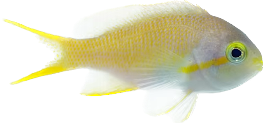 Red Cheek Anthia Female