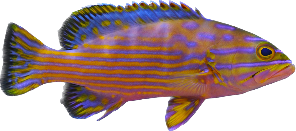 Polleni Grouper