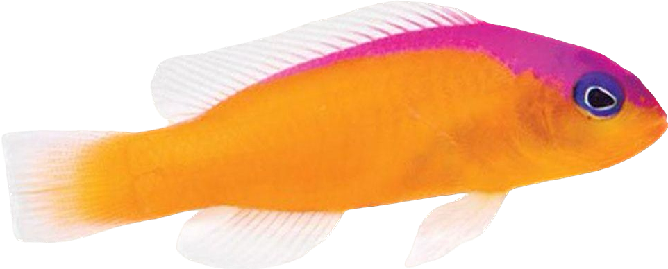 Diadem Dottyback