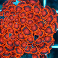 Orange Bam Bam Zoa Frag