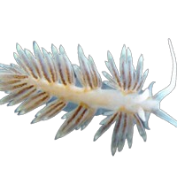 Aiptasia Eating Nudibranch