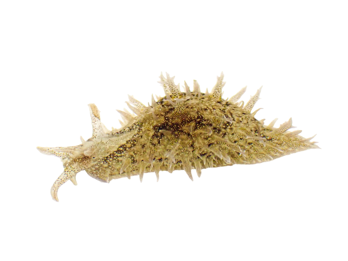 Ragged "Frilly" Sea Hare M