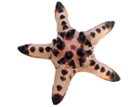Chocolate Chip Sea Star M