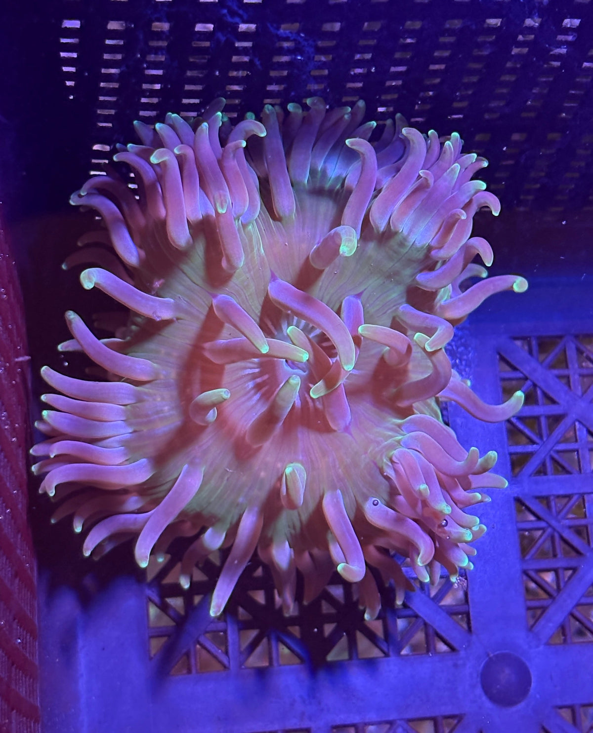 WYSIWYG Anemone #18