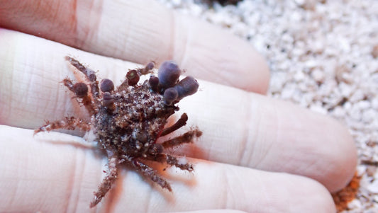 Zoa Decorator Crab