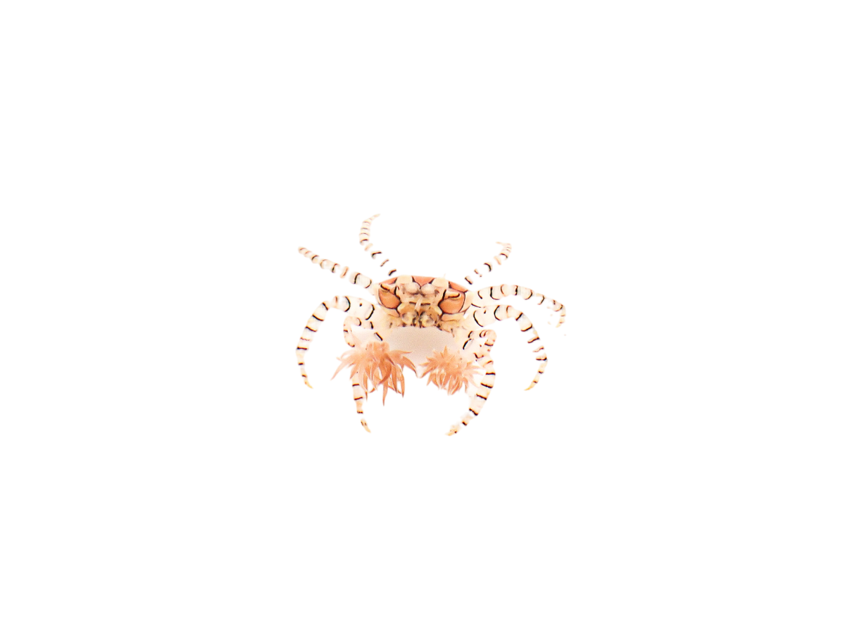 Pom Pom Anemone Crab