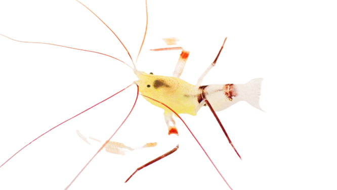 Dwarf Zanzibar Coral Banded Shrimp