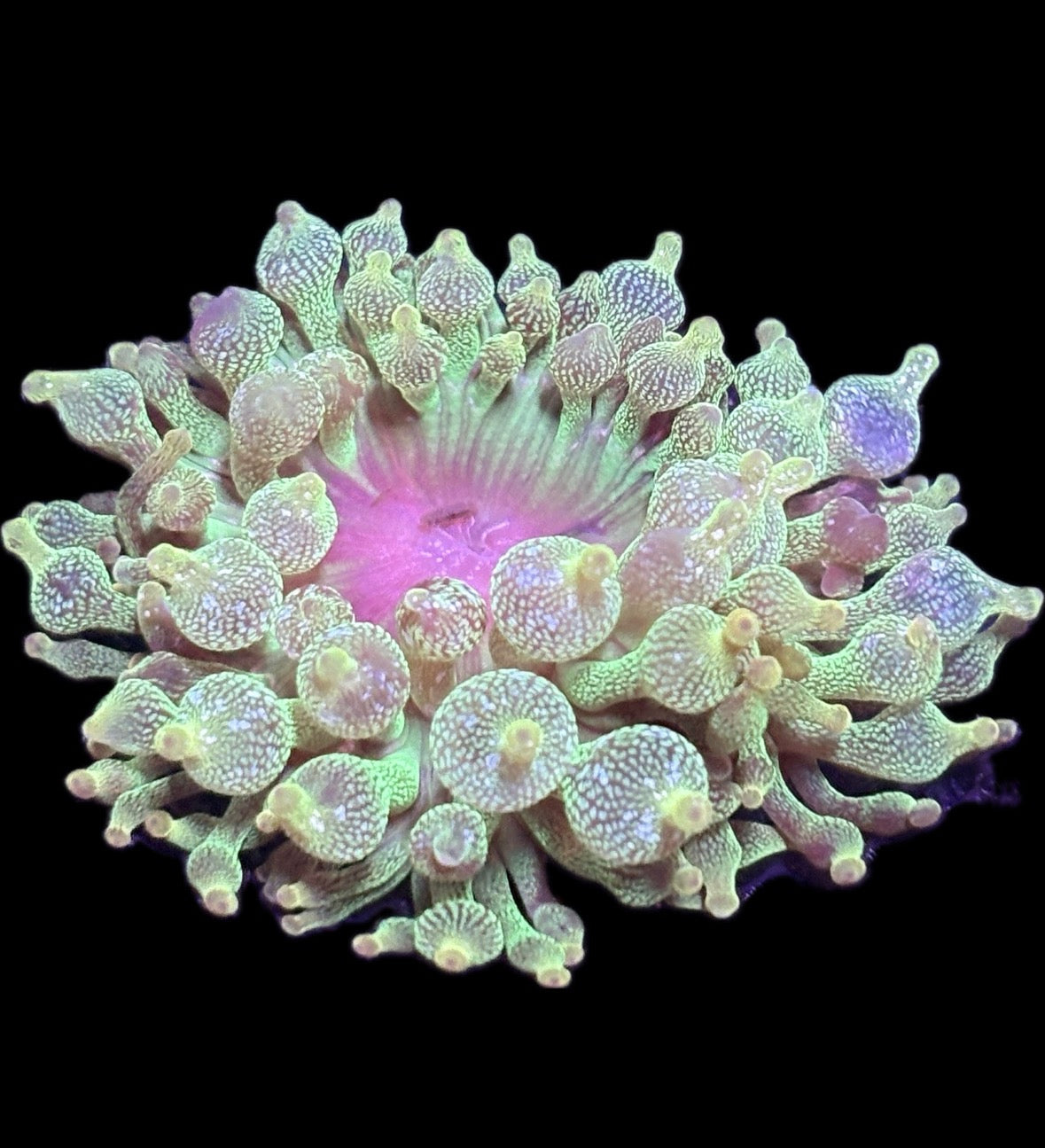 WYSIWYG Anemone #24