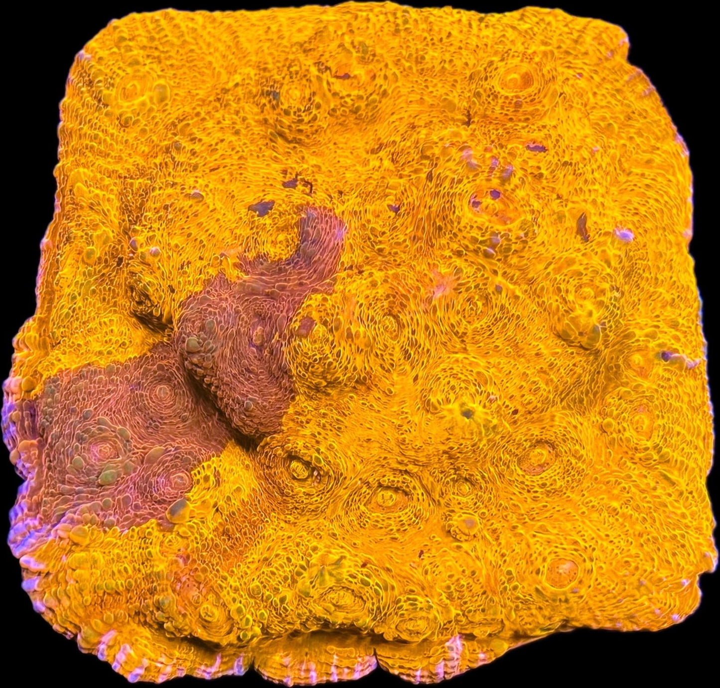 Magma Vein Grafted Orange Chalice