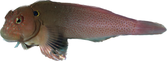 Blackflap Blenny