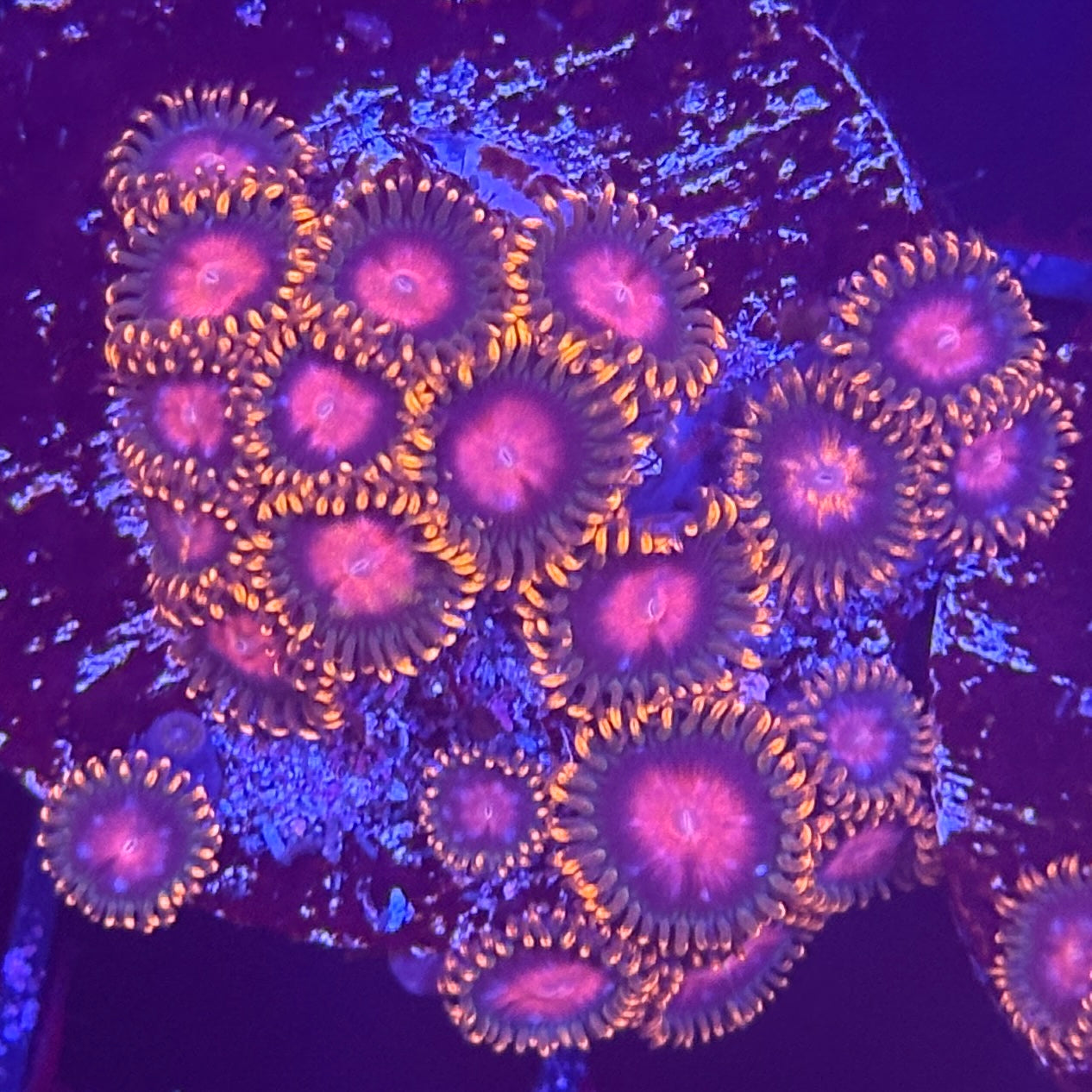 KH Sunburst Zoa Frag