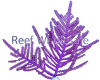 Purple Frilly Photosynthetic Gorg - Easy to keep