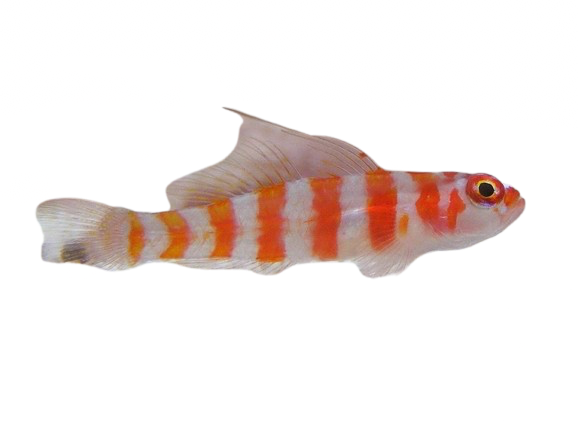 Red Striped Goby