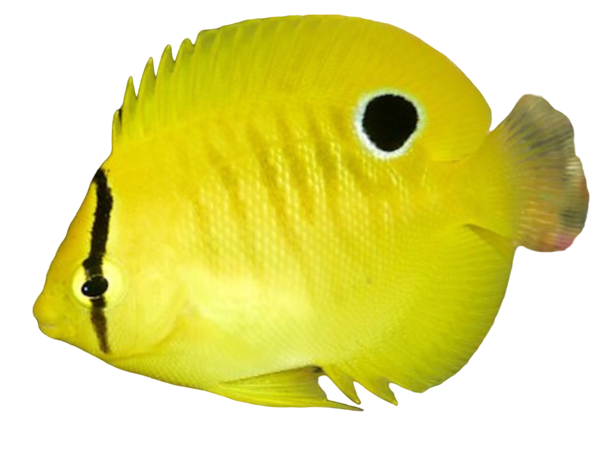Flagfin Angel S