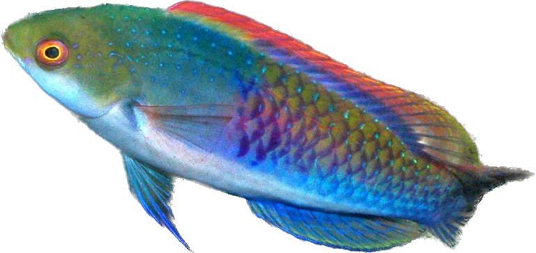 Blueheaded Fairy Wrasse Super Male