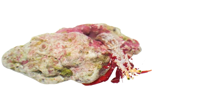 Scarlet Hermit Crab