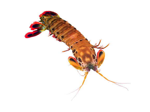 Peacock Mantis Shrimp SHOW