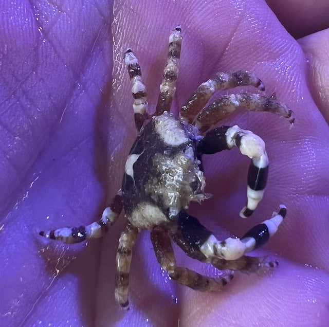 Harlequin Emerald Crabs