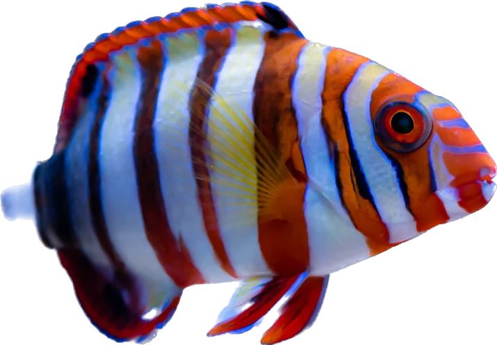 Harlequin Tusk S